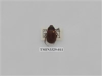 藏品(木生黑金龜)的圖片